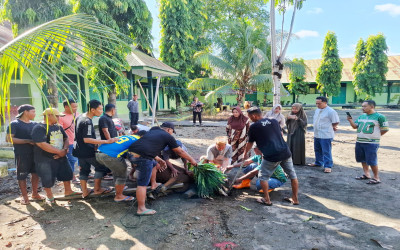 Wujudkan Nilai Keikhlasan, MAN 2 Kabgor Gelar Penyembelihan Kurban